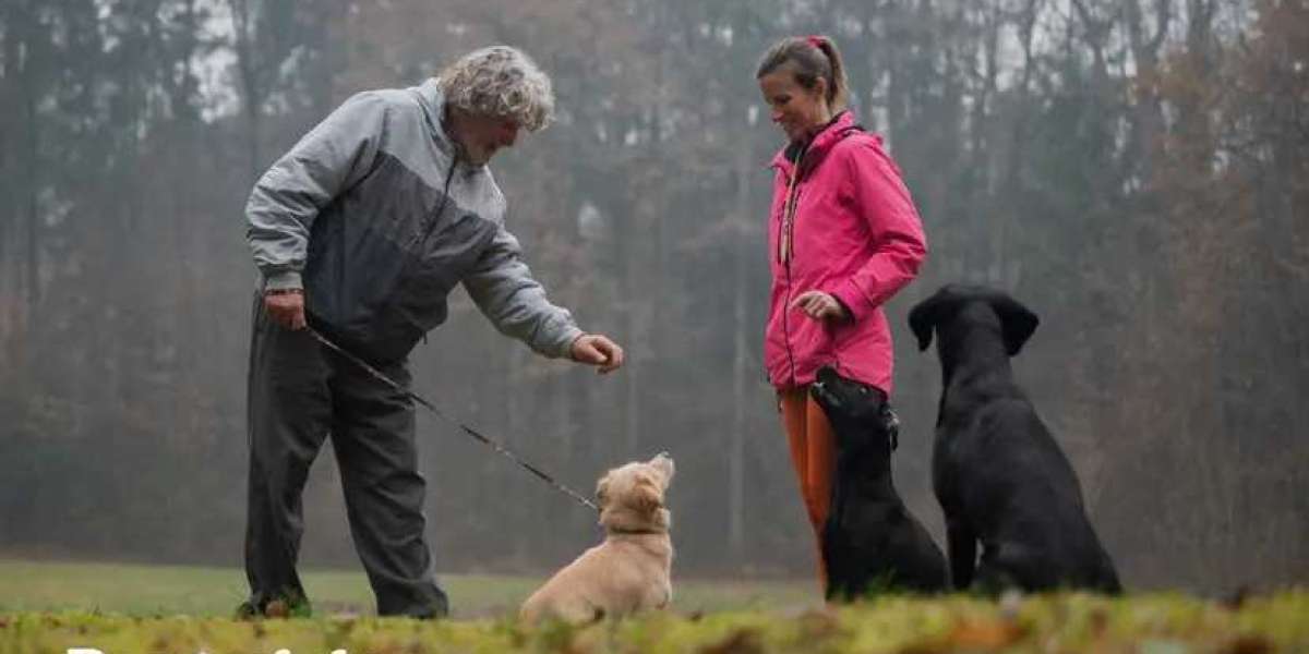 Basic Grooming Tips for Dogs and Cats