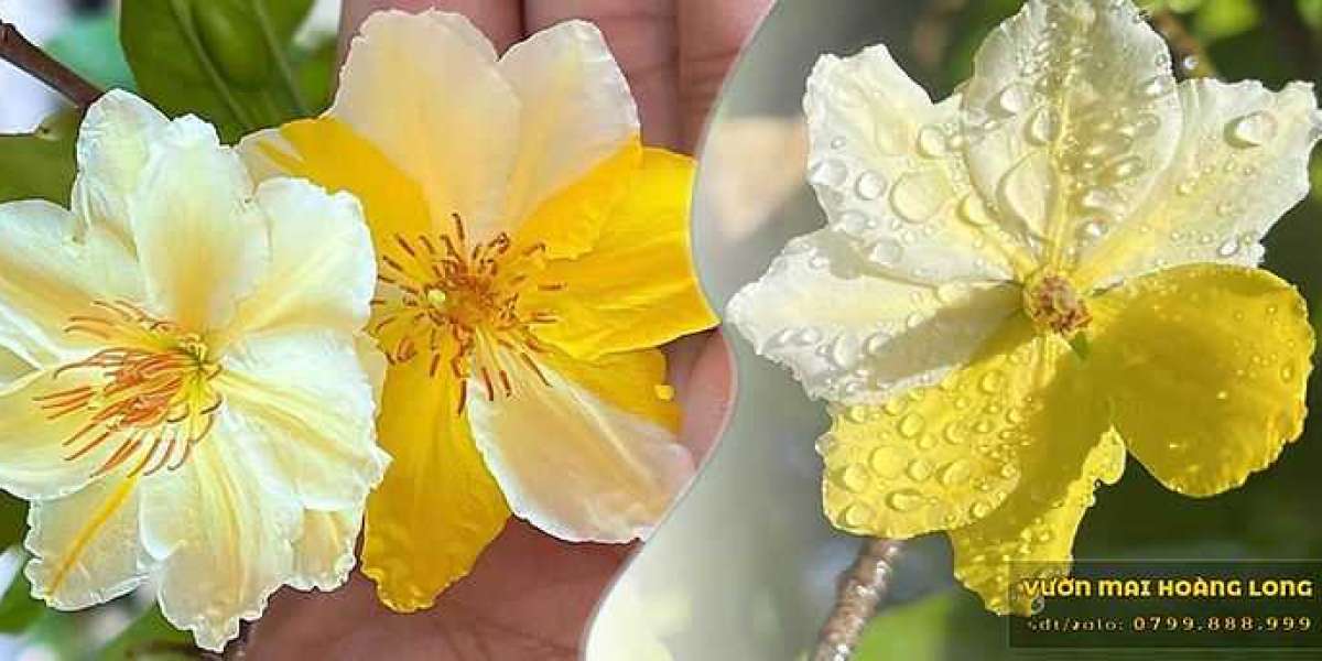 Chăm sóc mai chiếu thủy đúng cách