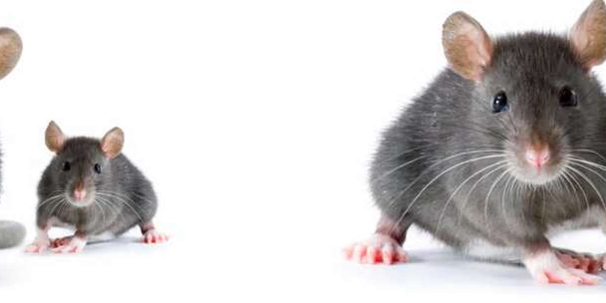 Smart Homeowners’ Guide to Reliable Rodent Control in Queens