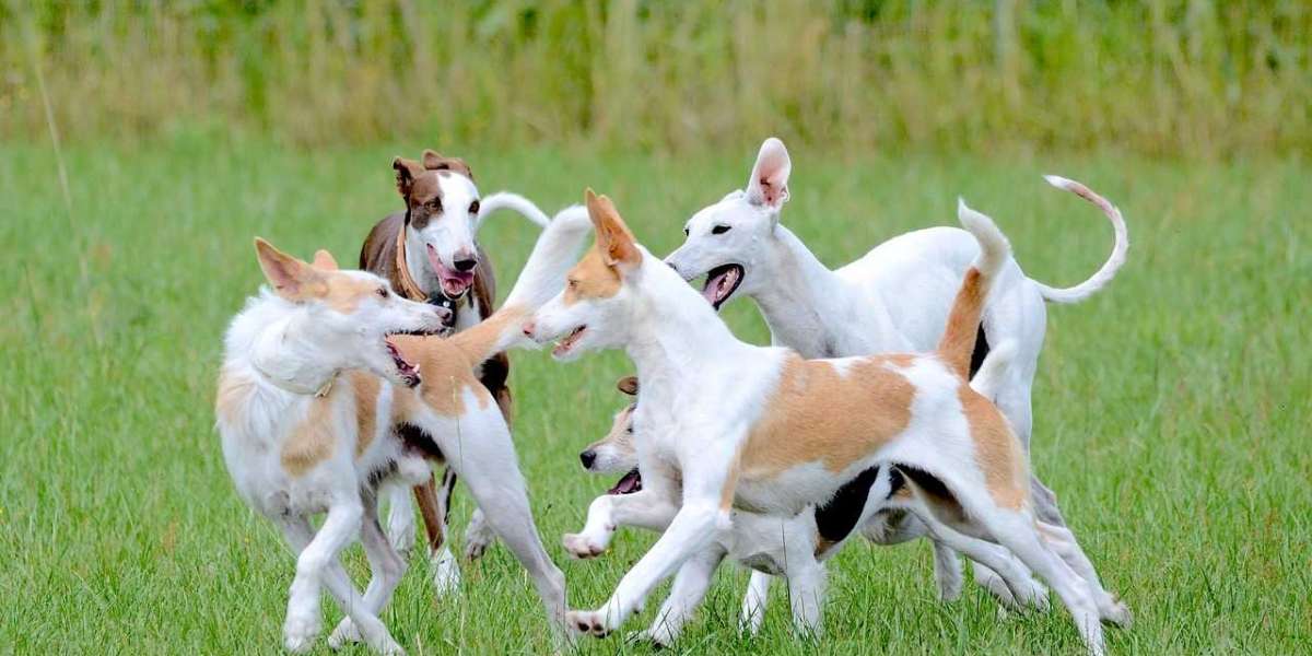 Complete Dog Diet Planning: How to Use the Dog Food Diet Calculator to Keep Your Dog Healthy