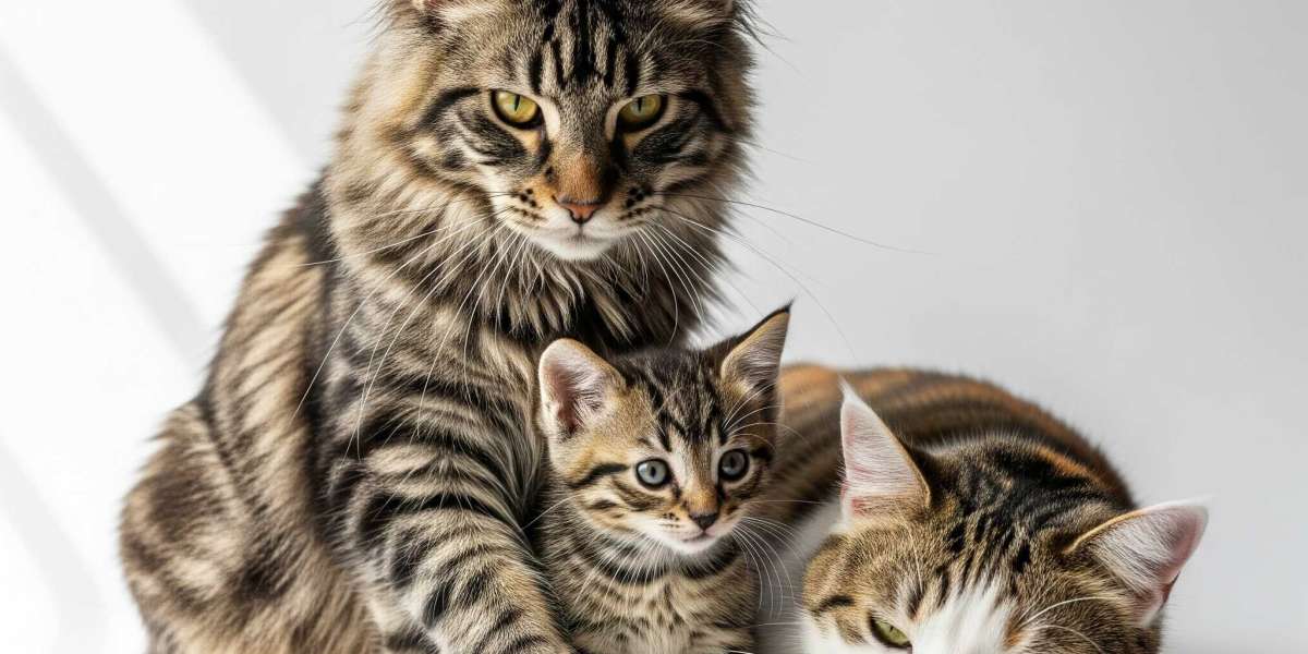 Beyond the Basics: A Guide to Exceptional Cat Care