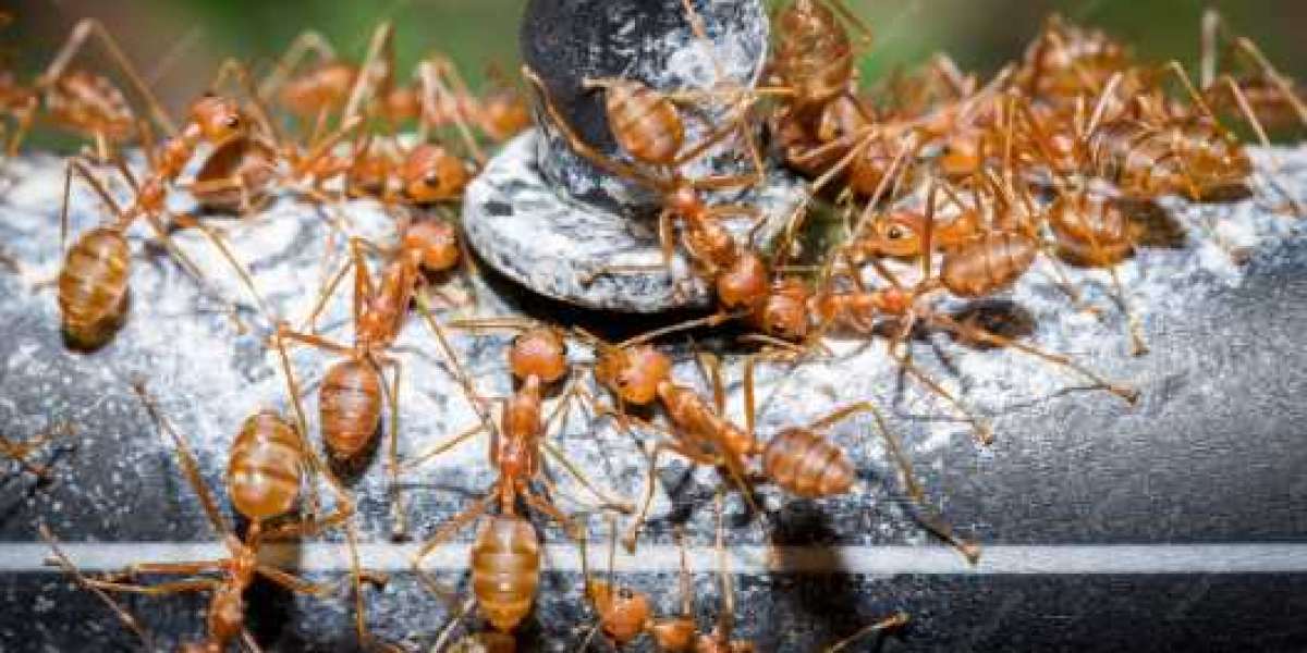 Ant Exterminator Las Vegas – Trusted Solutions by Enviro Guard Pest Control