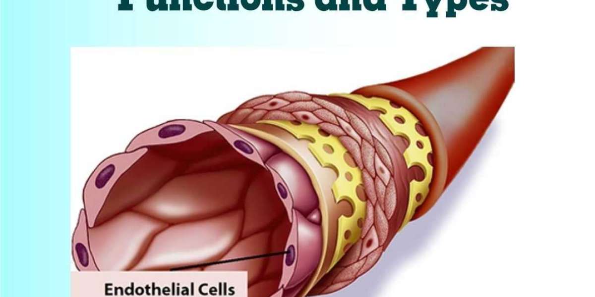 Endothelial Tissue: Functions and Types
