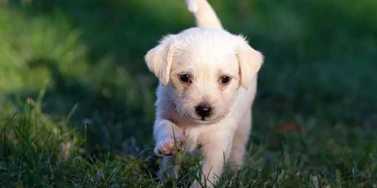 Dog Training Australia | Expert Puppy & Obedience Trainers You Can Trust