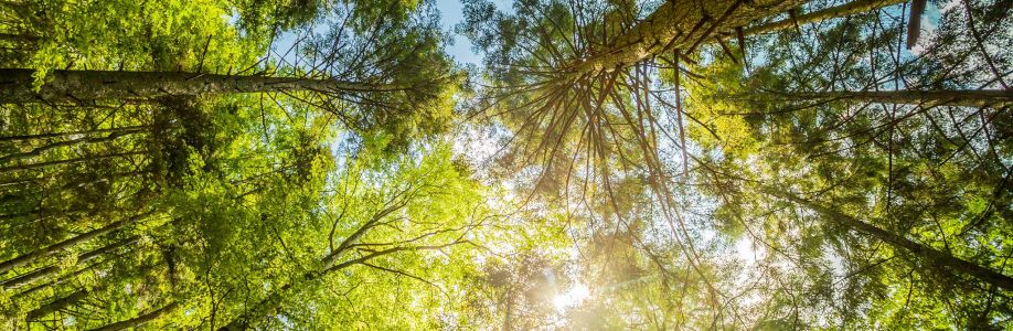 Pinecrest Tree Services Cover Image