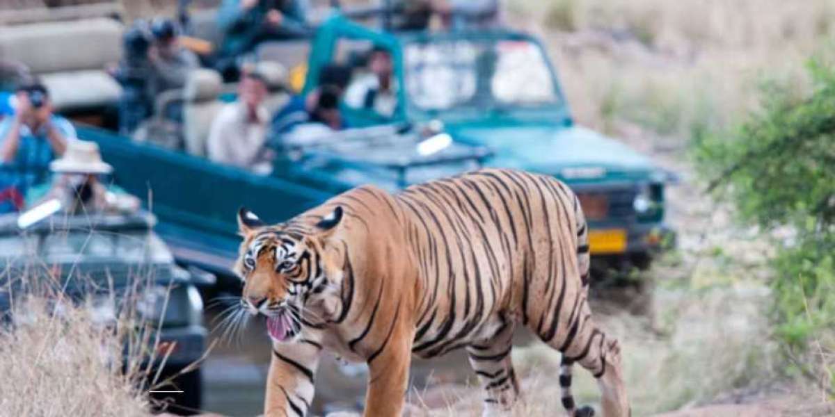 Experience the Wild Like Never Before: Best India Wildlife Tours Packages by S5 Hospitality