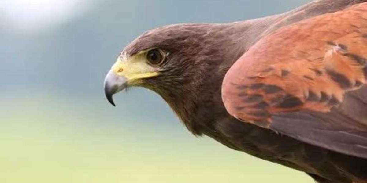 Analyzing the World’s Most Successful Strategic Plans Through the Lens of Hawks Vision