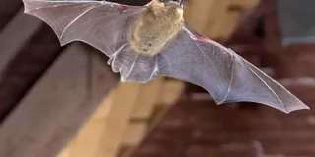 The Ultimate Guide to Bat Repellent: Safe, Smart, and Effective Ways to Keep Bats Away