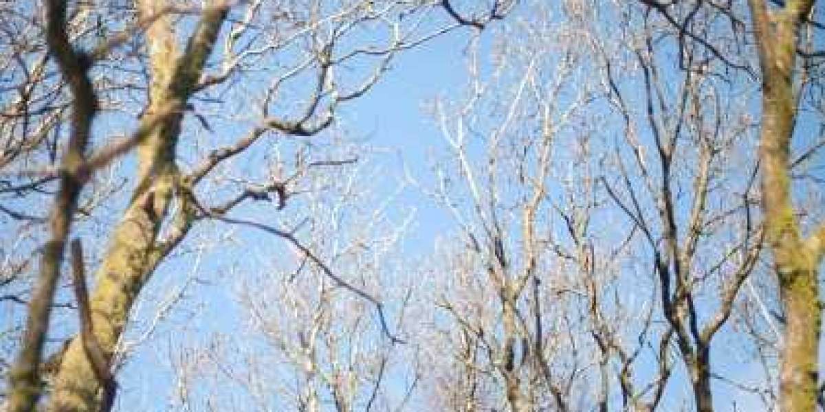 Best Online Real Money Casinos In Australia 2025