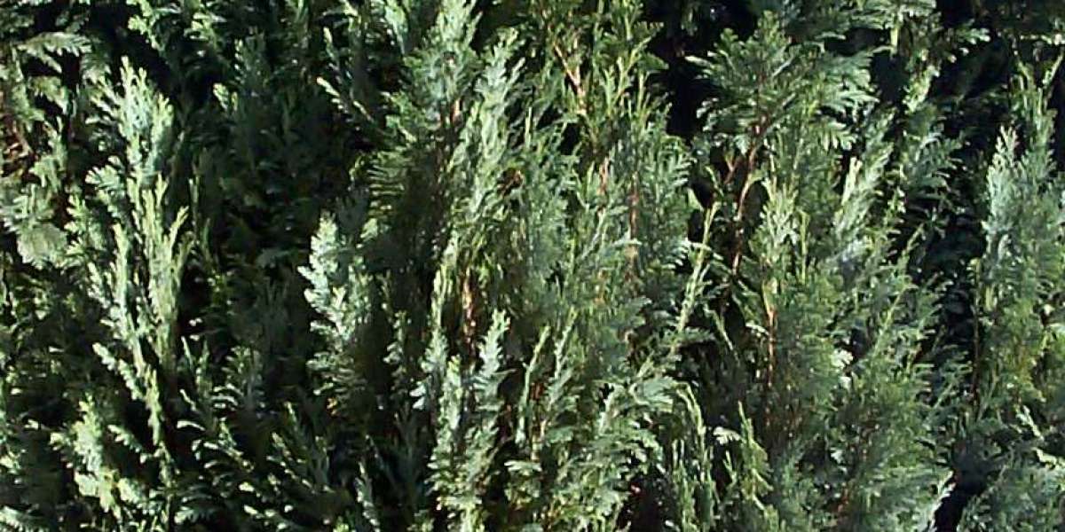 King Billy Casino Bonuses: Exclusive Rewards for Aussie Players