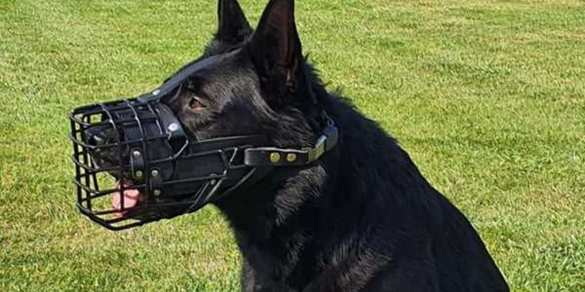 Decoding Canine Body Language: When Your Dog Actually Needs a Muzzle