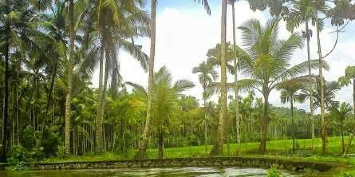 The Budget Frontier: A Realistic Guide to Cheap Sex Dolls