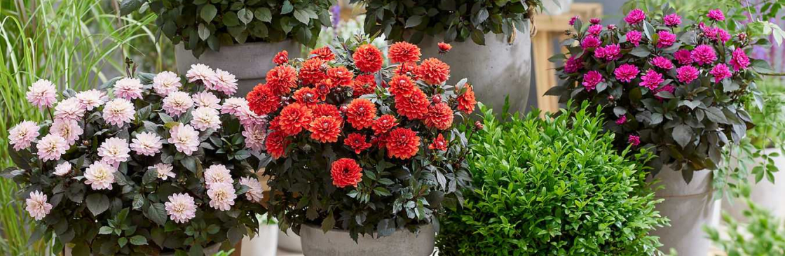 Natura Creative Cover Image