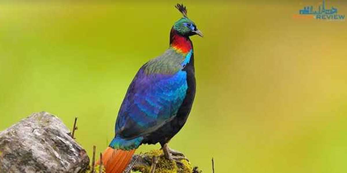 Uttarakhand State Bird: Discovering the Himalayan Monal