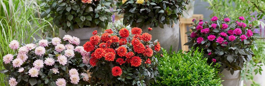 Natura Creative Cover Image