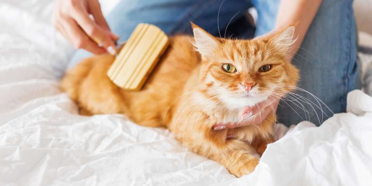 What Experts Recommend as Essential Cat Supplies