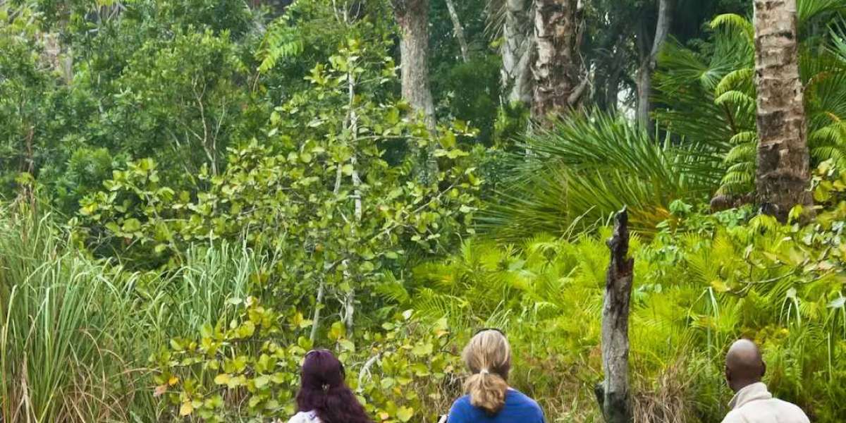 Amazon Rainforest from Cusco | Palotoa Amazon Travel