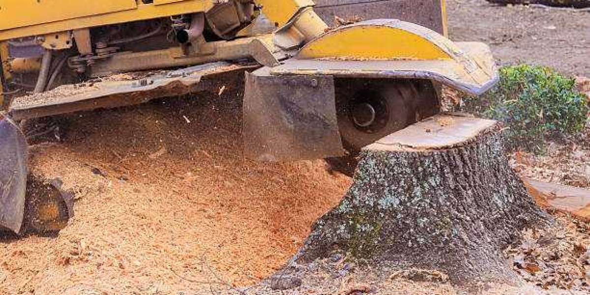 What Happens to Roots After Stump Grinding — Focus on Root Grinding