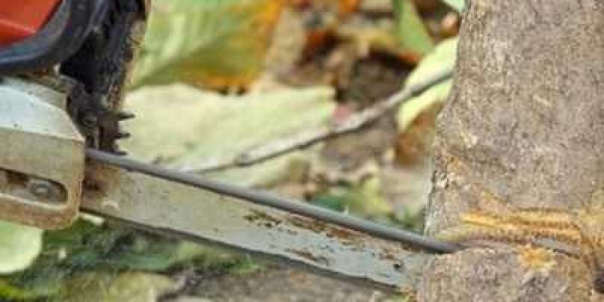 Safe & Professional Tree Removal in Springfield, MO