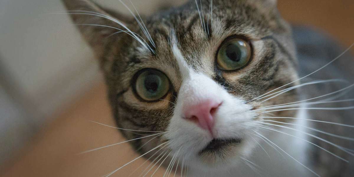 eznpc What Are the Hardest Fallout 76 Weapons to Unlock