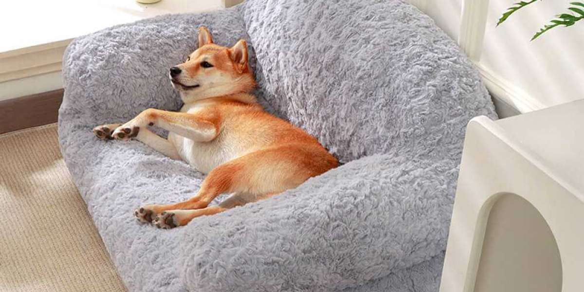 Essential Quality Pet Products for Every Life Stage