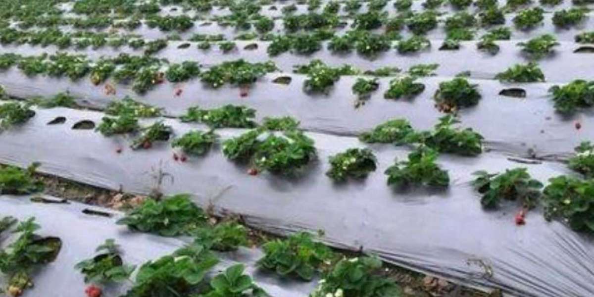 Mulch Film: Transforming Modern Agriculture and Sustainable Farming