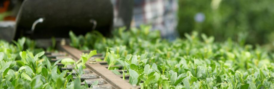 Eucalyptus tree Cover Image