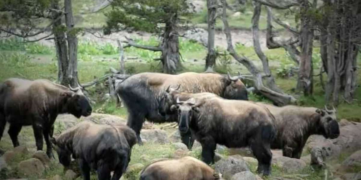 Best National Parks in Bhutan for Wildlife & Nature Trails