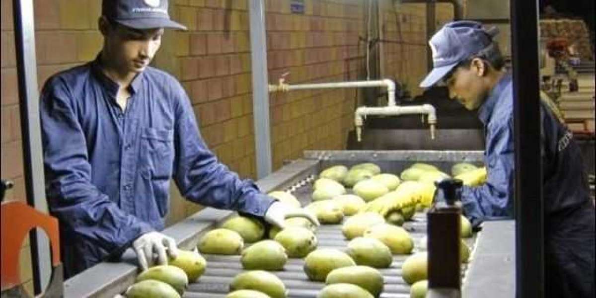 How Mango Companies in Pakistan Ensure Freshness and Quality?