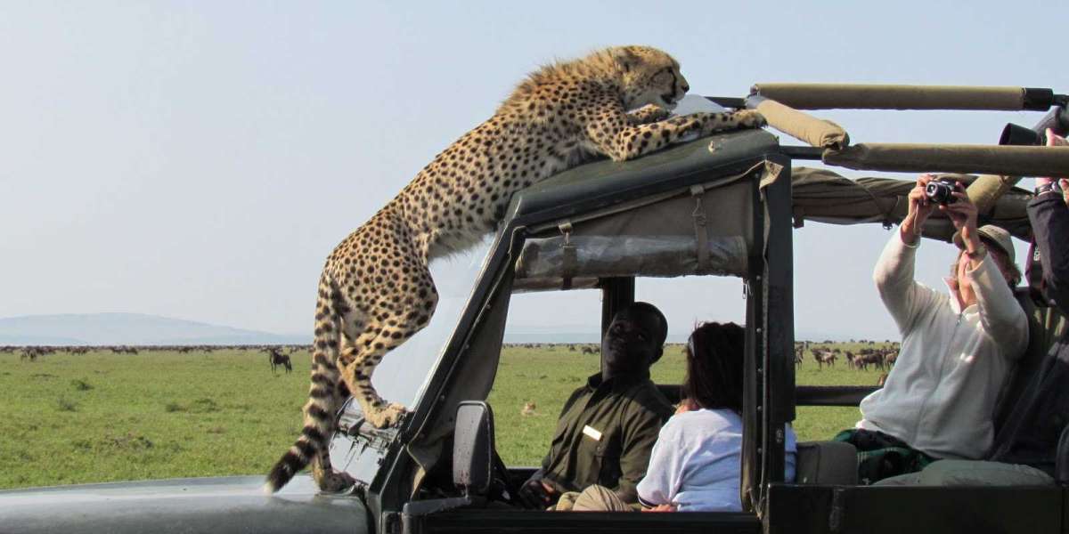 Discover the Magic of Tanzania Safari Tours