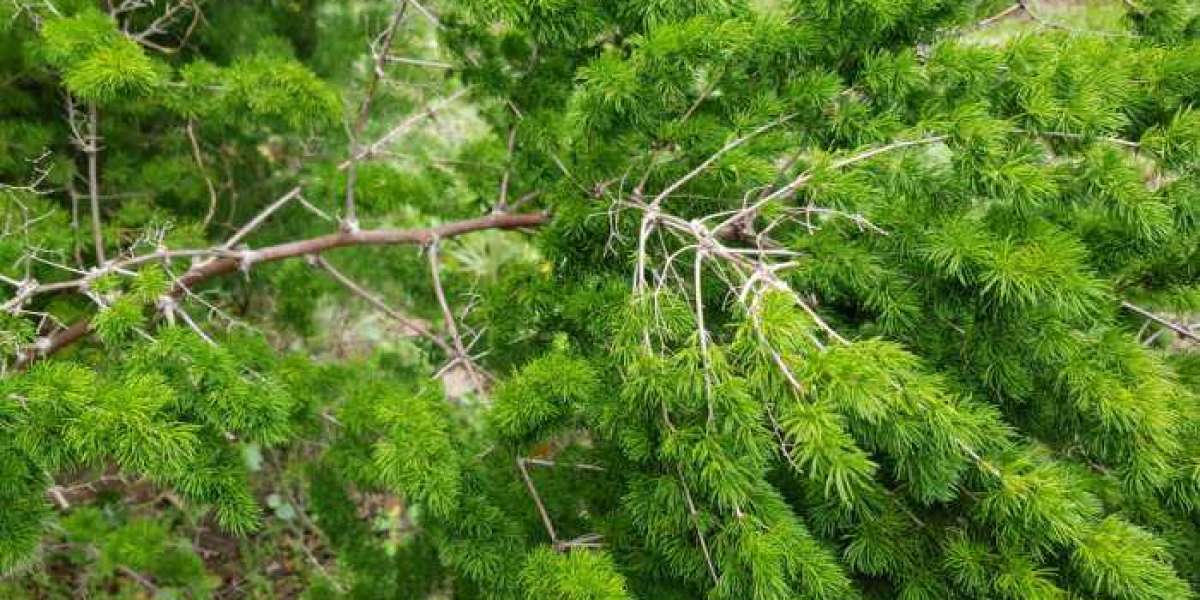 Tree Planting Glenview