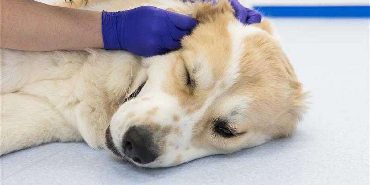 A Guide to At-Home Pet Euthanasia Services for Caring Pet Owners