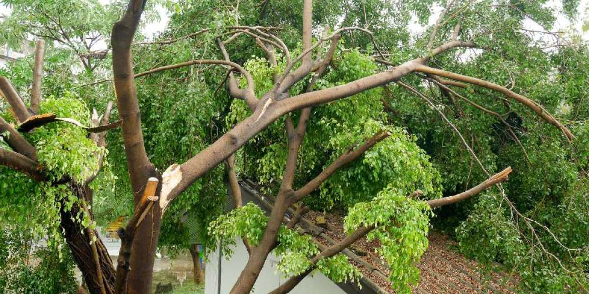 Keep Your Trees Healthy: Reliable Local Tree Trimming Services Near You