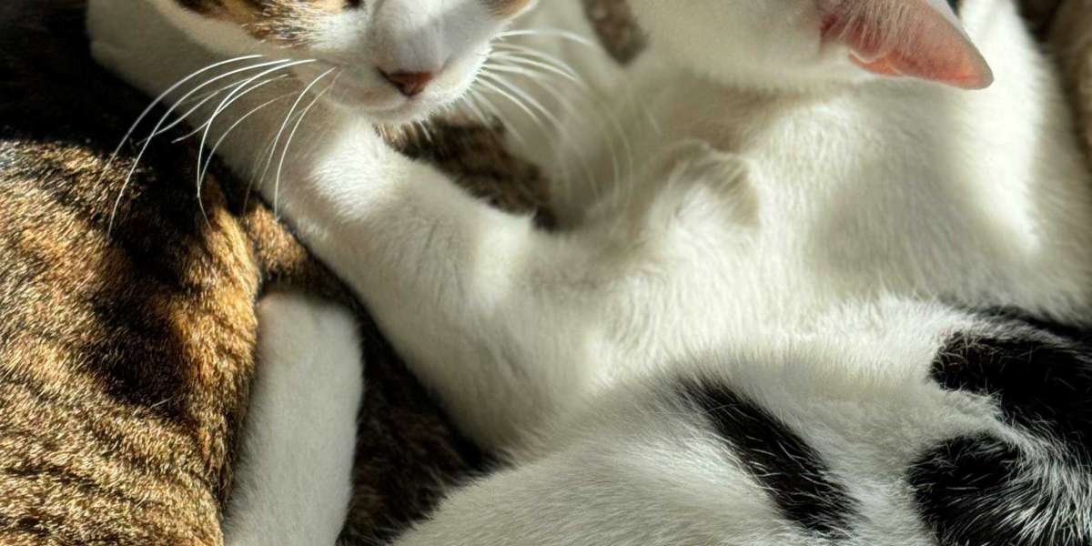 eznpc Tips for Farming the Mythic Prankster Sigil S11