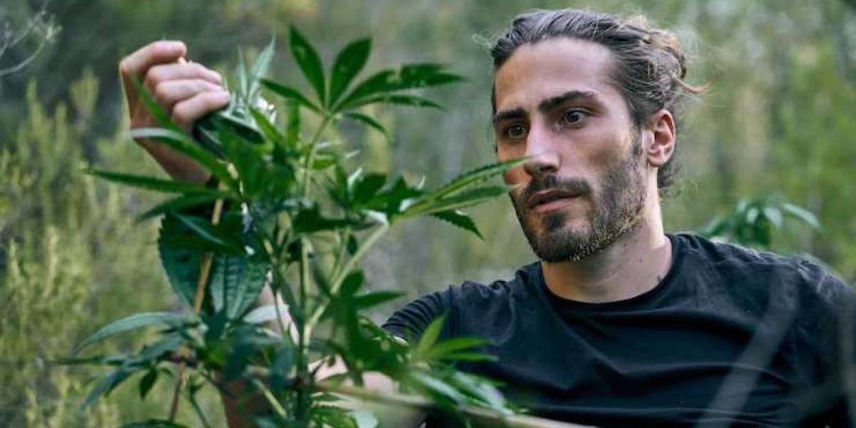 The Intersection of Culture and Recreational Cannabis Montana