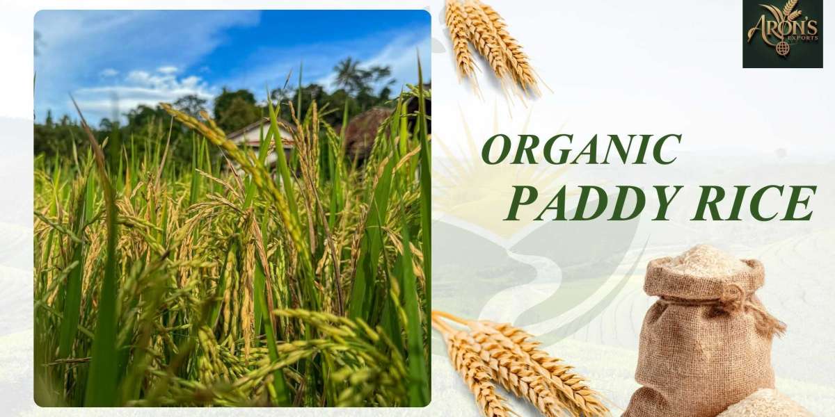 Organic Paddy Rice: Sustainable Farming and Market Growth