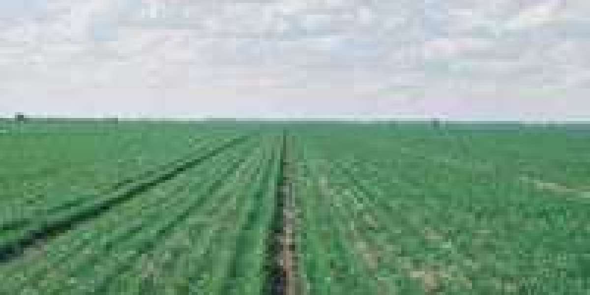 Sodic Soil in Australia: Problems, Impacts and Management