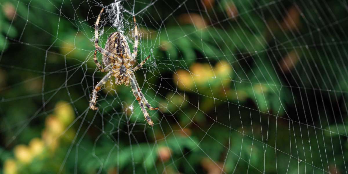 Affordable Spider Removal Las Vegas | Enviro Guard Pest Control