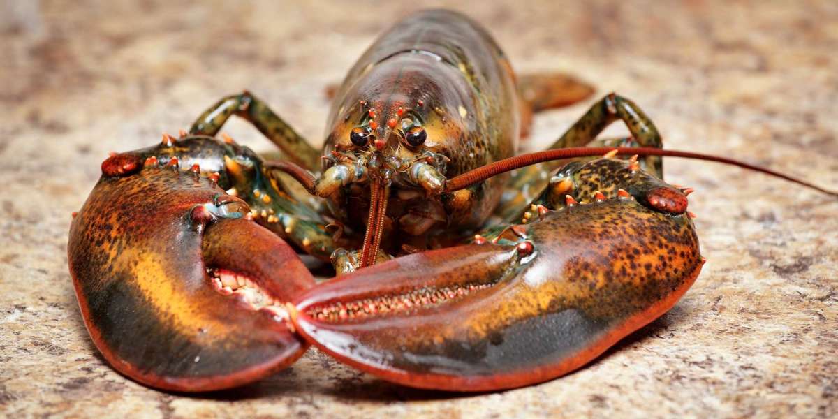 GCC Lobster Market Report, Share & Analysis 2025-2033