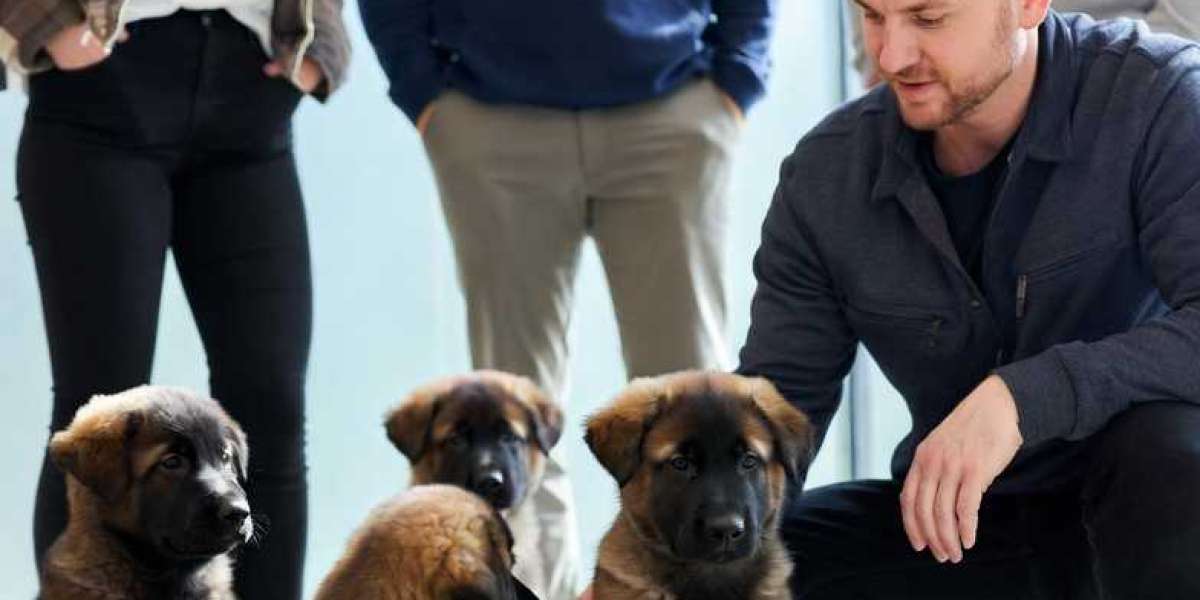 What to Know Before Buying a Belgian Malinois Puppy?