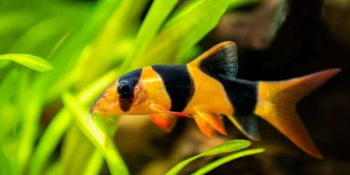 Live Aquarium Shrimp | CU Aquatics