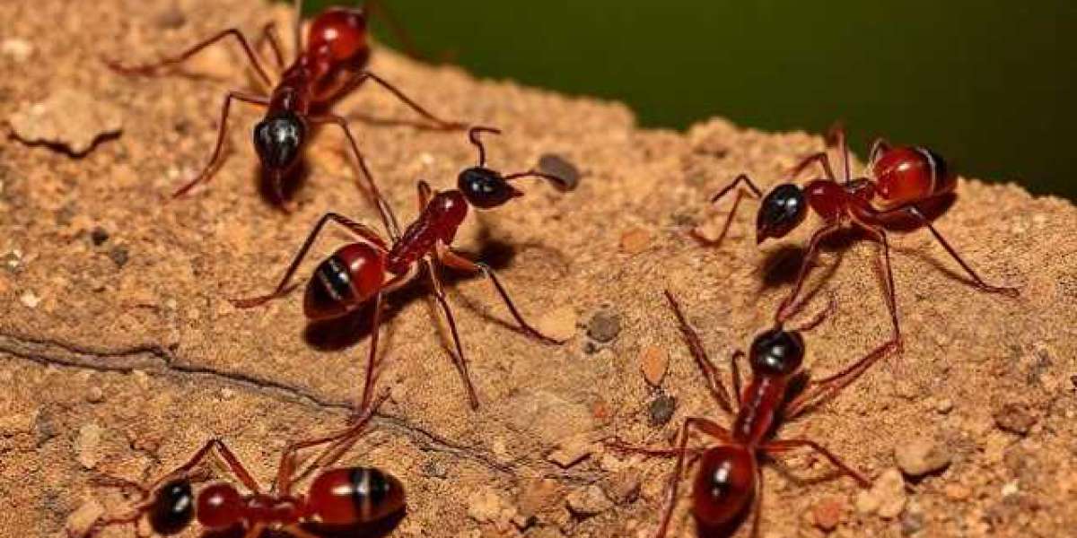 Reliable Ant Pest Control Melbourne & Wasp Removal Services for Complete Pest Protection