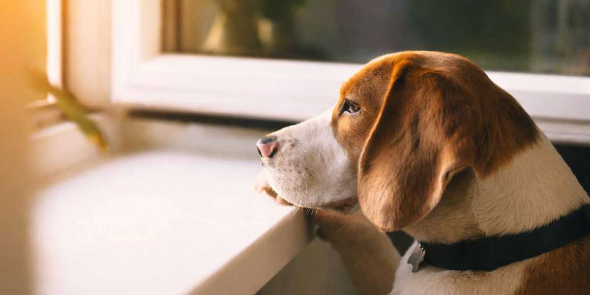 Natural Calming Solutions for Nervous Dogs