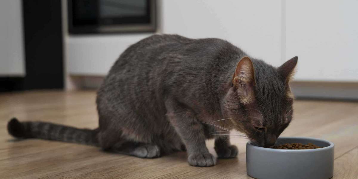 Why Consistency in Feeding Leads to Better Pet Health