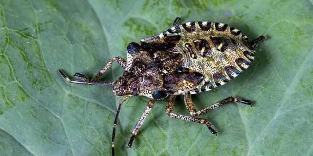 Eliminate Odors Fast with a Professional Stink Bug Exterminator