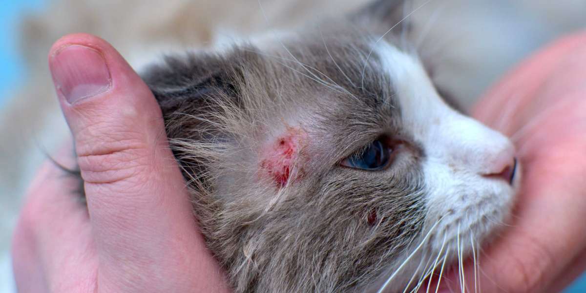 Cat Skin Allergies: Causes, Symptoms & Treatment Guide