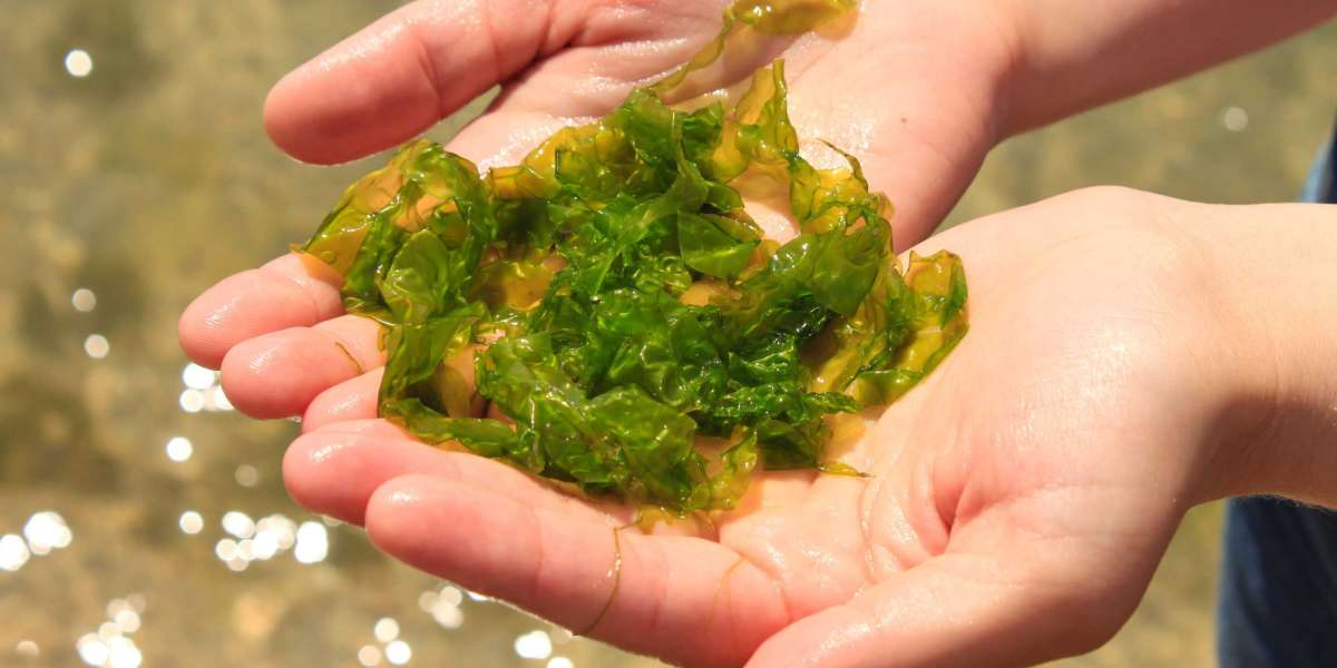 Seaweed Market Size, Share and Growth Forecast 2026-2034