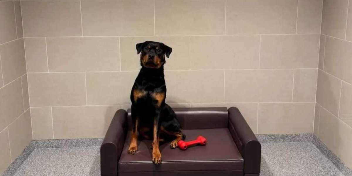 Dog training Northbrook IL Inside the Top Rated Dog Daycare Centers for Play Training and Boarding