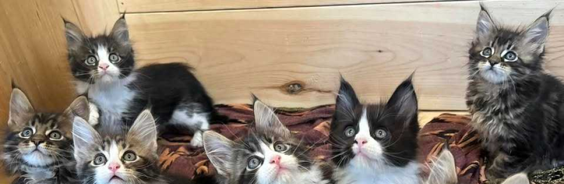 Midcoast Maine Coons n Doodles Cover Image