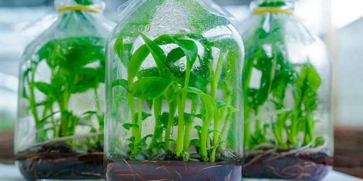 7 loại cây trồng trong nhà giúp thanh lọc không khí